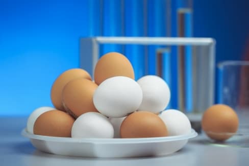 Отчет по выявлению Salmonella в куриных яйцах
